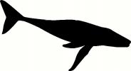 Humpback Whale vinyl decal